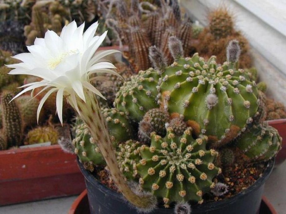 Echinopsis subdenudata cristata