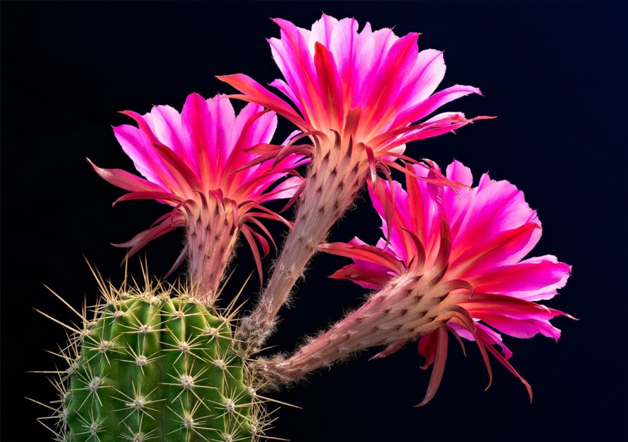 Эхинопсис эрье (Echinopsis eyriesii)