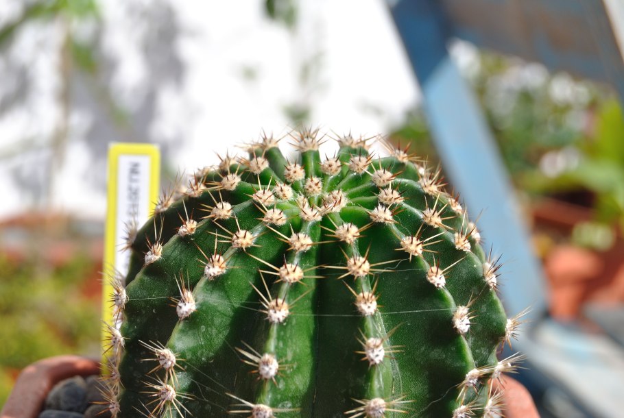 Echinopsis tacaquirensis