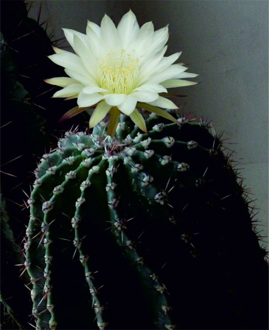 Кактус эхинопсис eyriesii