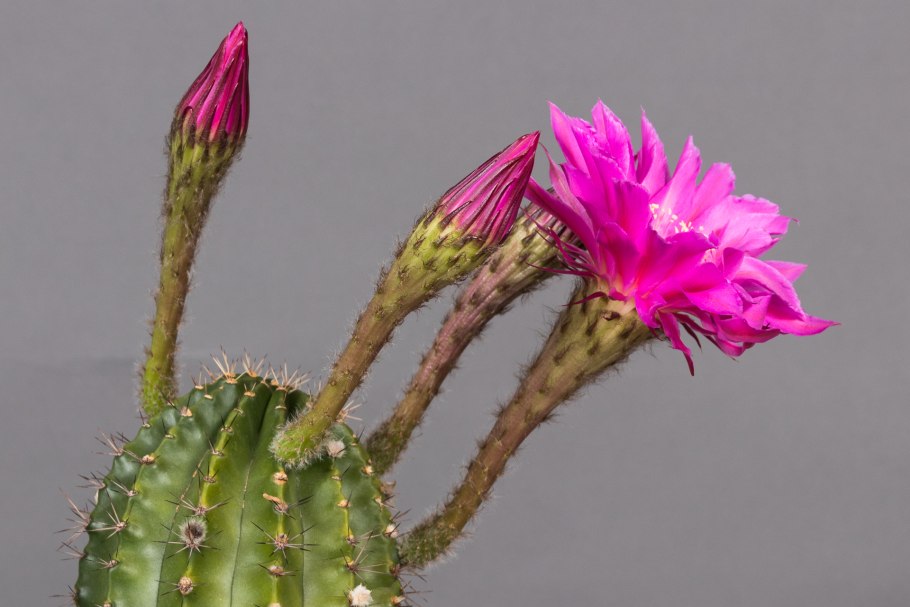 Эхинопсис Эйриеза