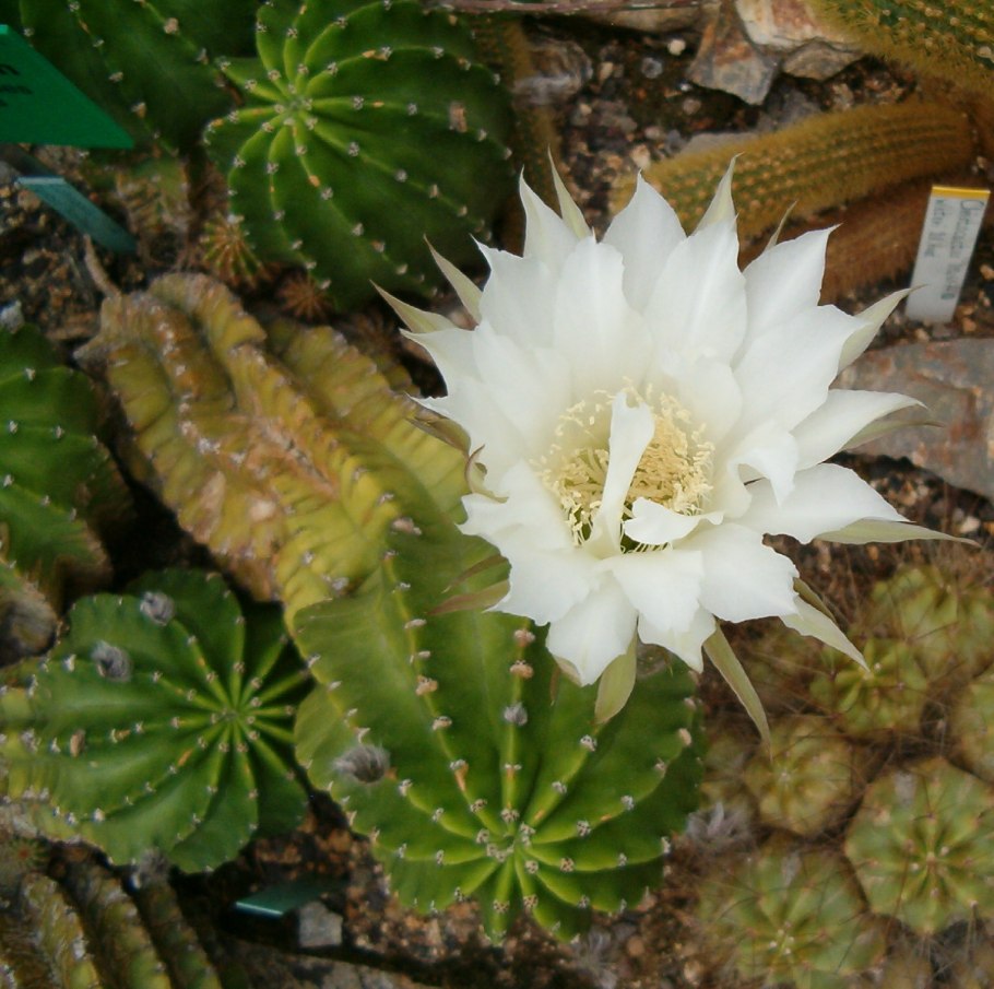 Кактус эхинопсис Эйриеза