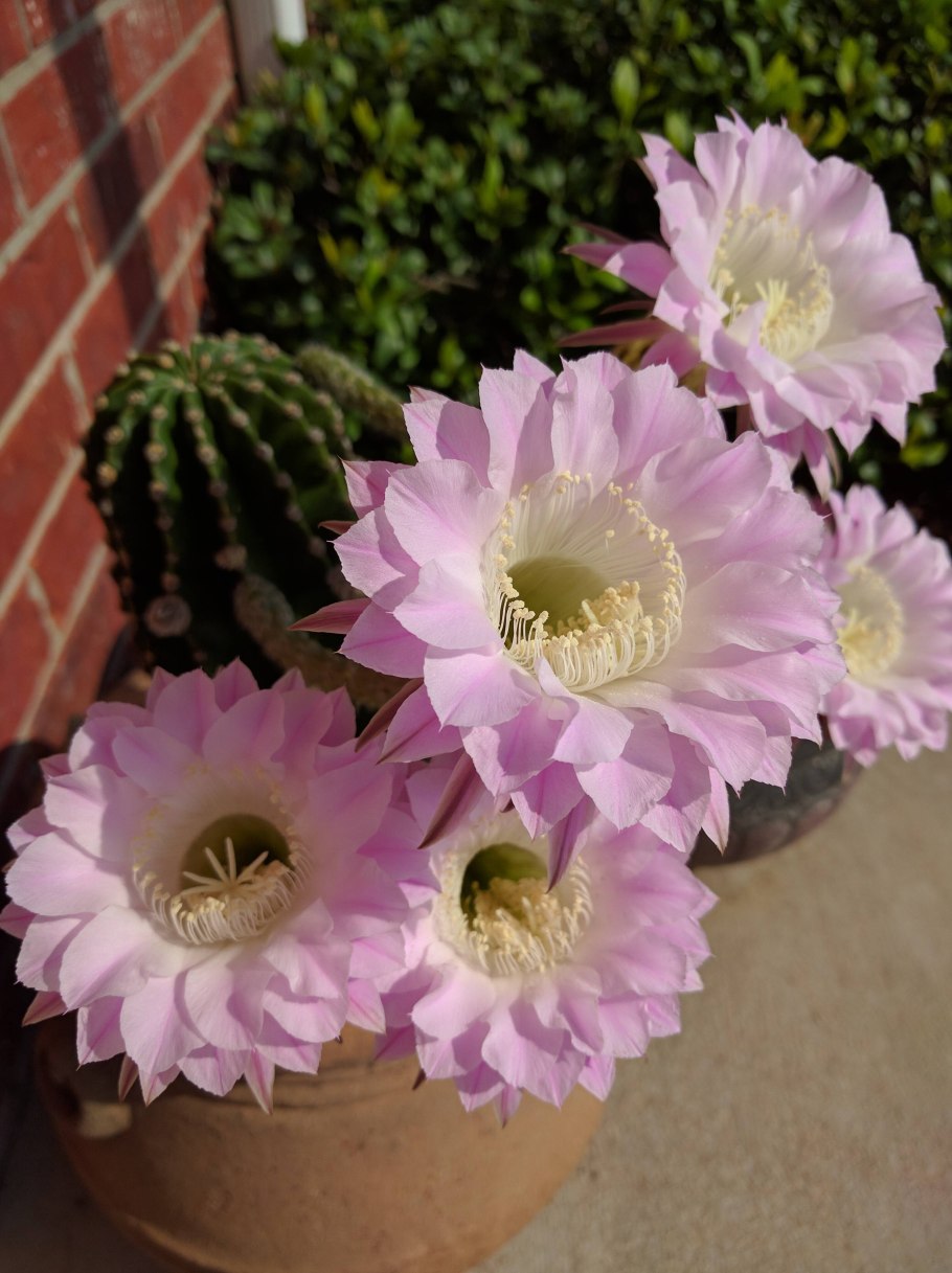 Эхинопсис Шрейтера