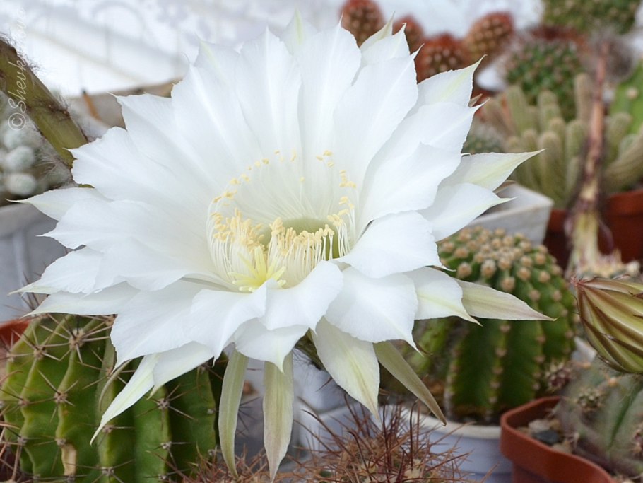 Echinopsis cinnabarina