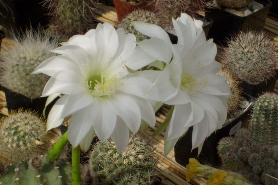 Эхинопсис белоцветковый