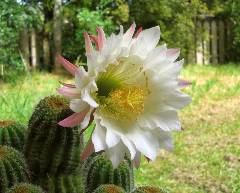 Кактус эхинопсис острогранный