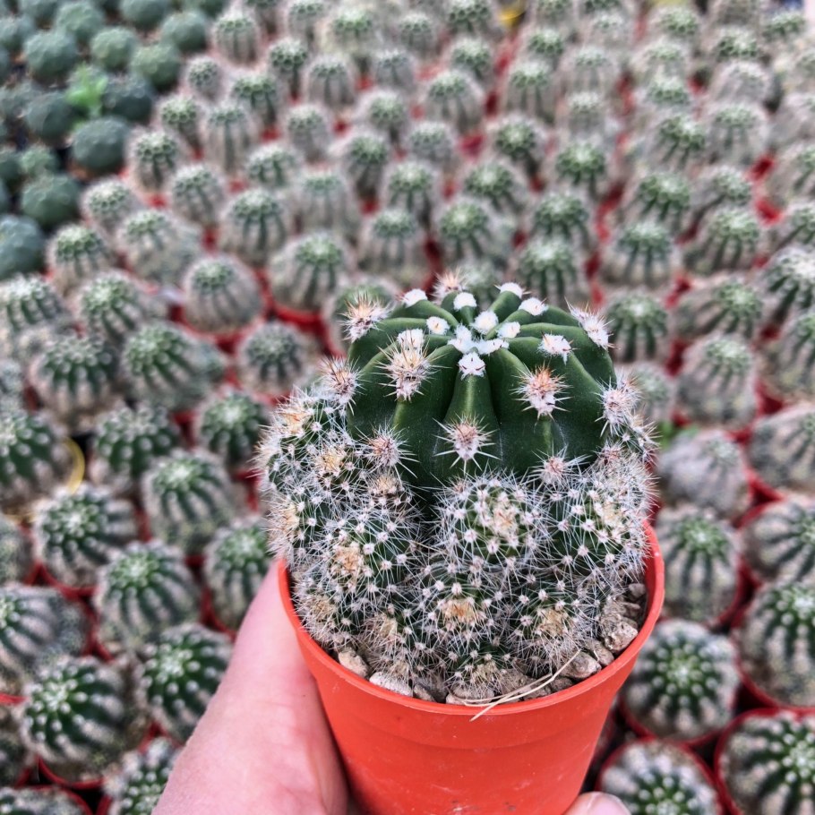 Кактус эхинопсис Эйриеза