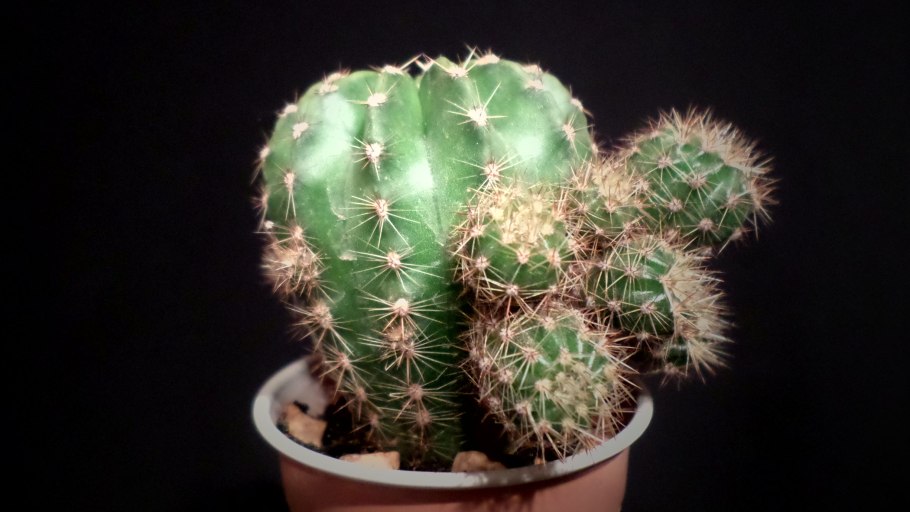 Эхинопсис оксигона