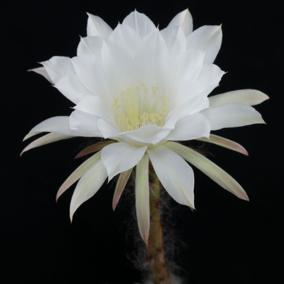 Эхинопсис subdenudata