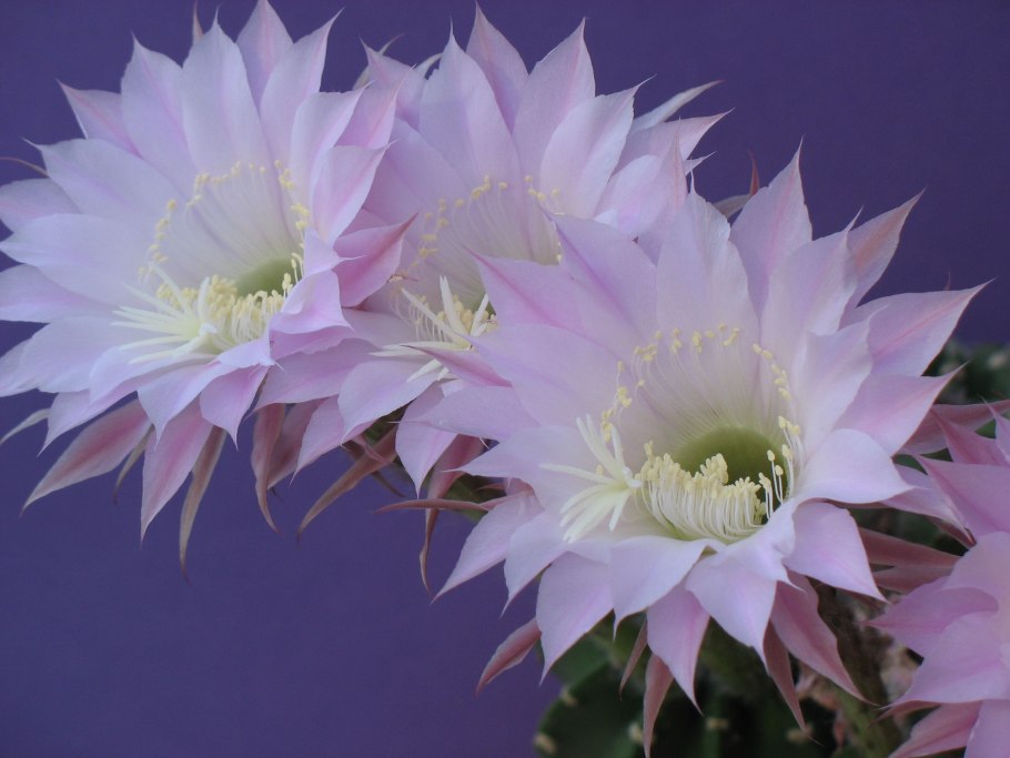 Эхинопсис острогранный