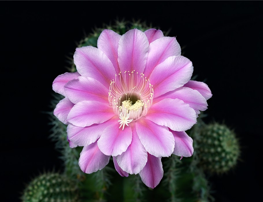 Echinopsis CV. ‘Haku-Jo’(эхинопсис CV. Хаку-Джо)