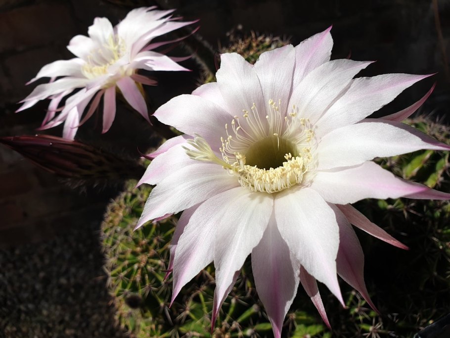 Эхинопсис Keepsake