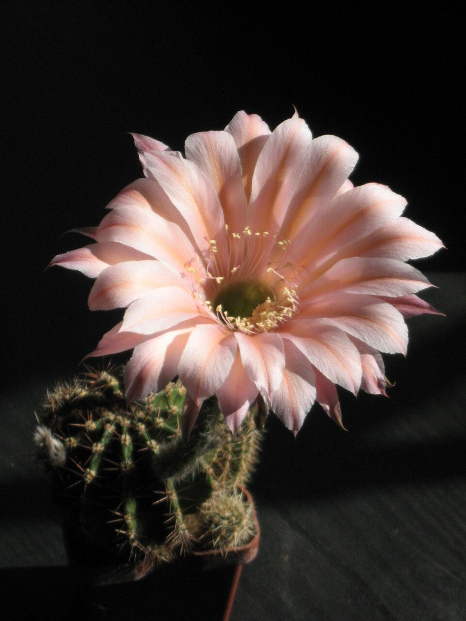 Эхинопсис оксигона