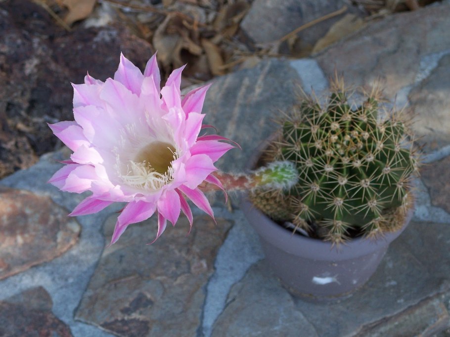 Эхинопсис оксигона