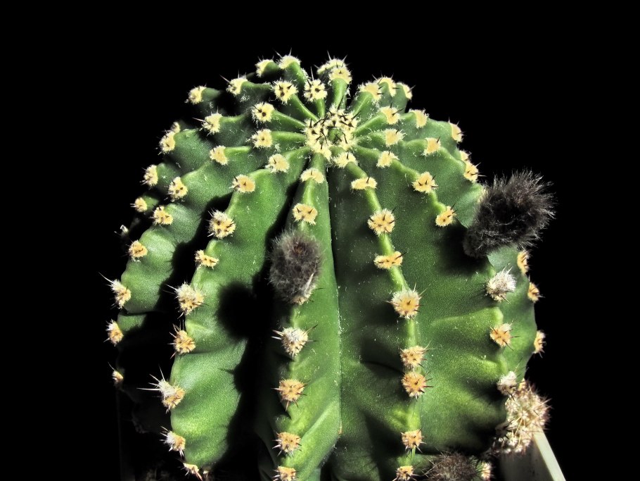 Эхинопсис мамилоза