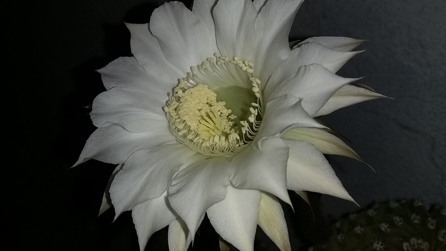 Кактус эхинопсис субденудата