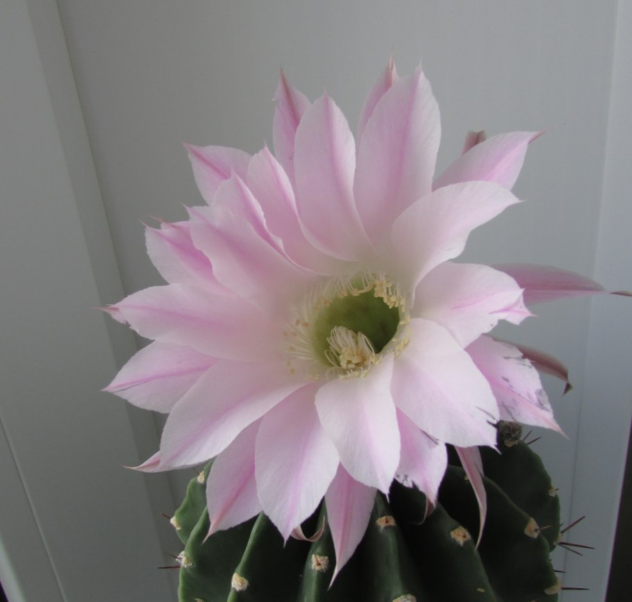 Растение на Байкале похожее на Кактус