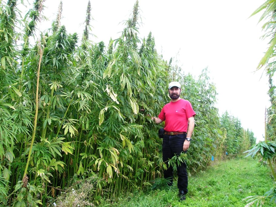 Конопля сатива