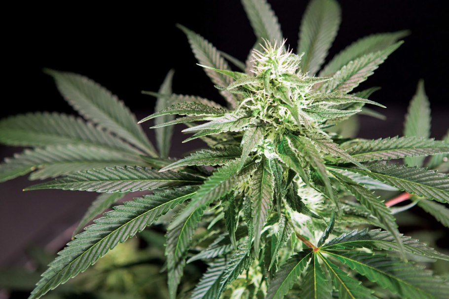 Каннабис сатива Индика