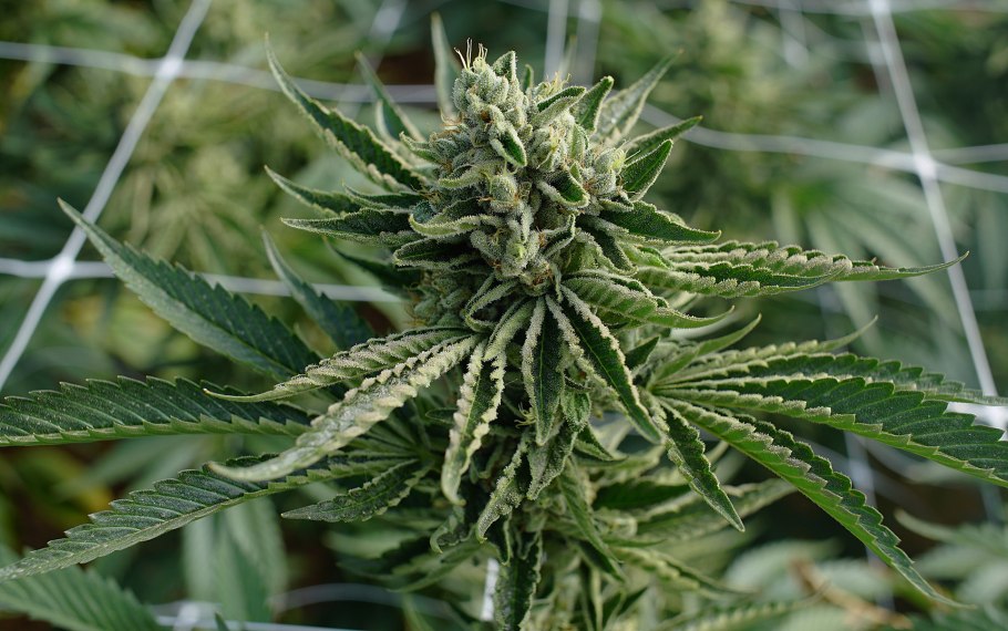 Конопля сатива