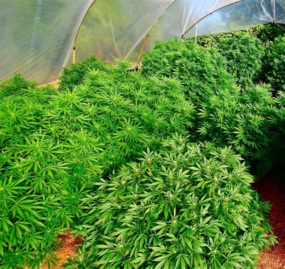 Каннабис Индика