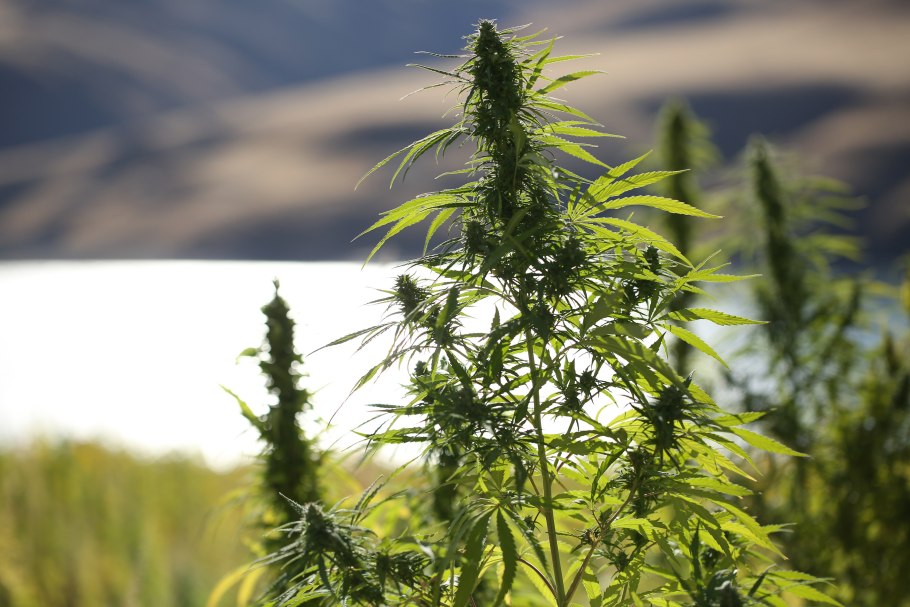 Конопля посевная , конопля индийская , конопля сорная