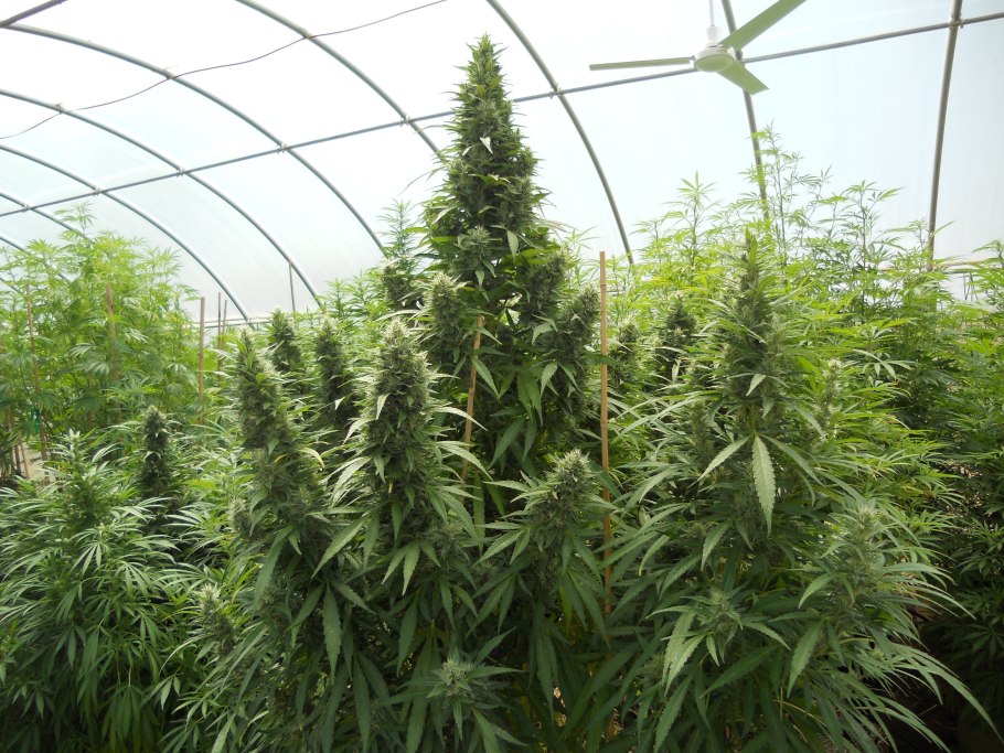 Харвест канабис