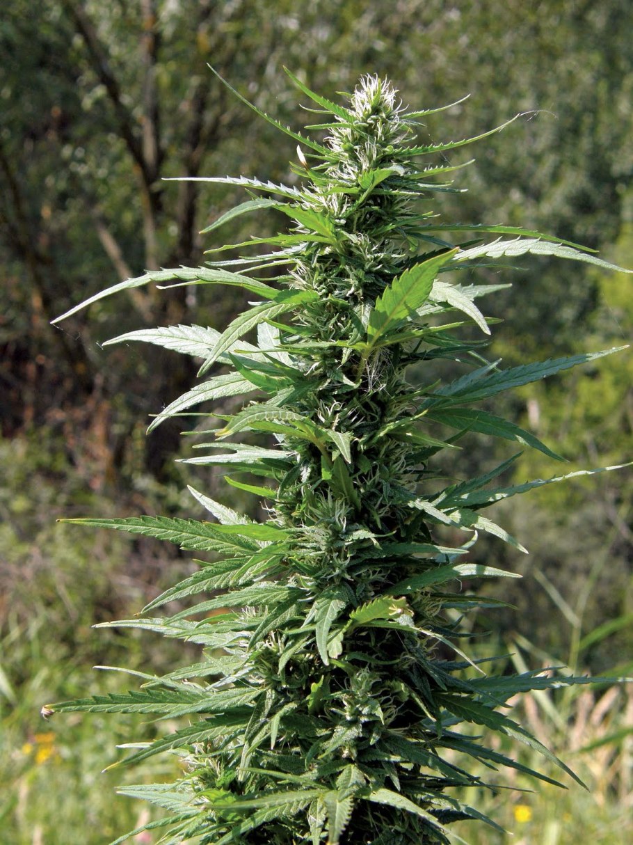 Комнатное растение растение" индийская конопля"