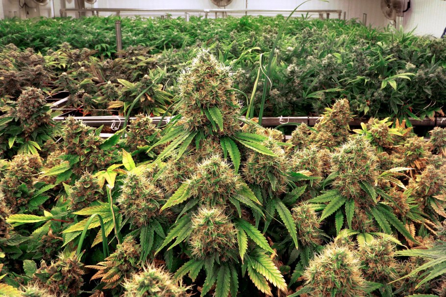 Конопля сатива