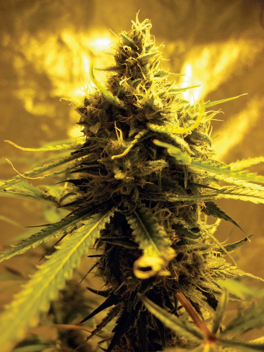 Персея Индика