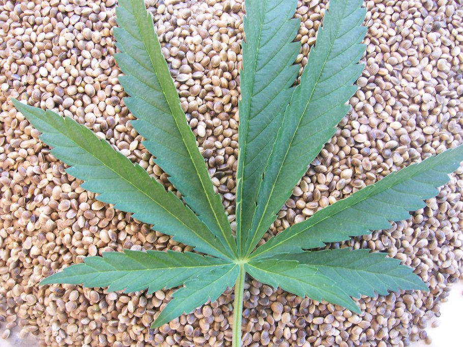 Конопля Индика