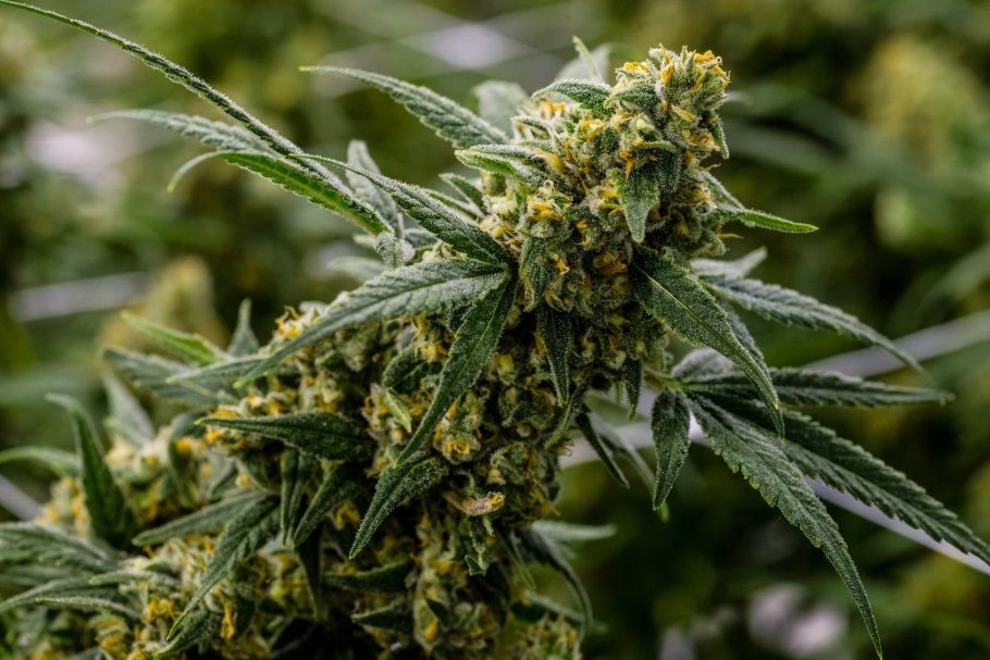 Marihuana сатива