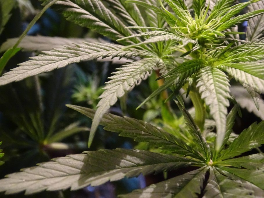 Кусты марихуана индийская