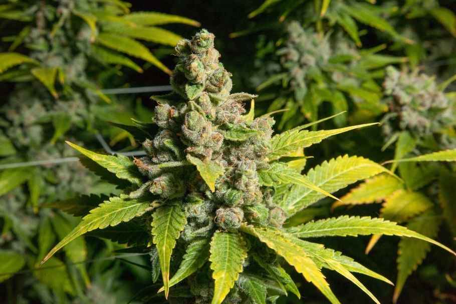 Конопля сатива