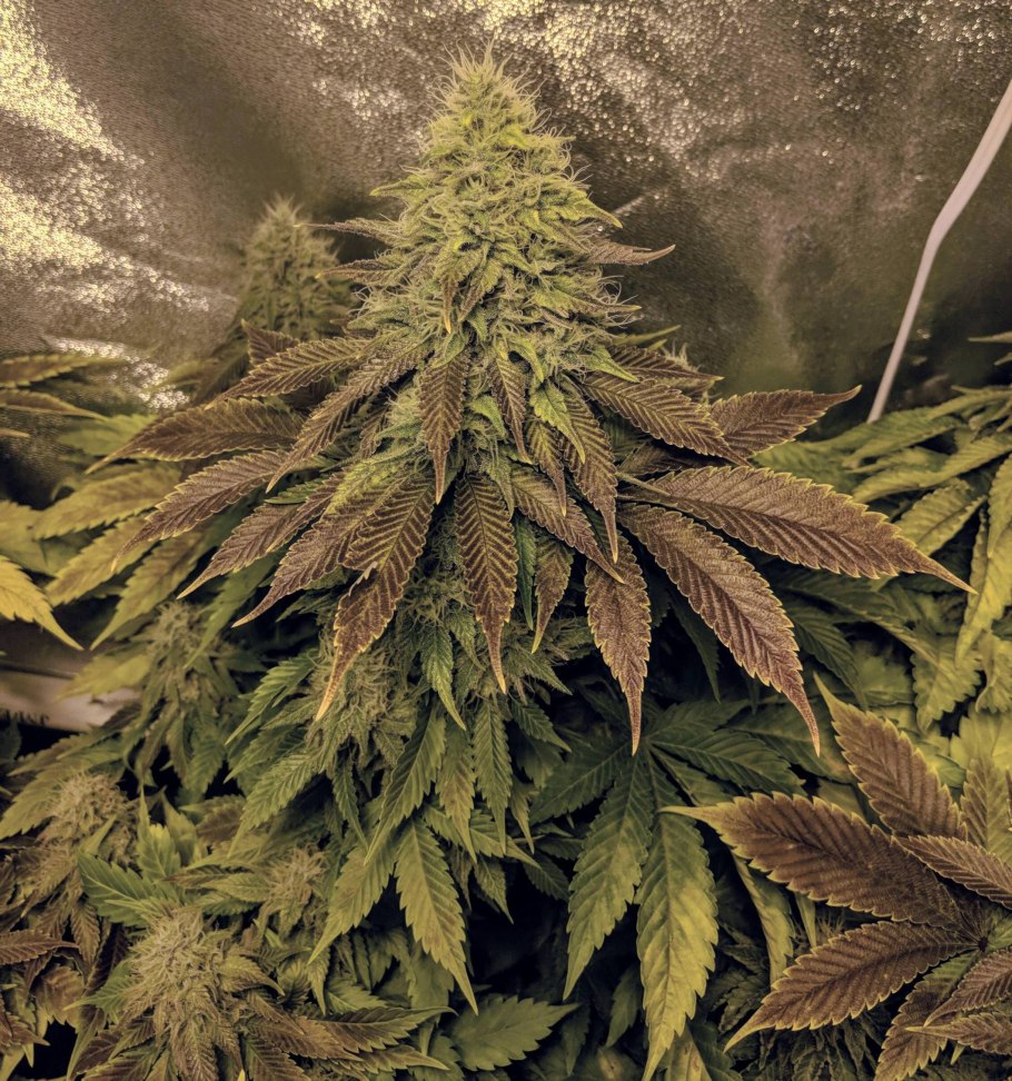 Индика сатива