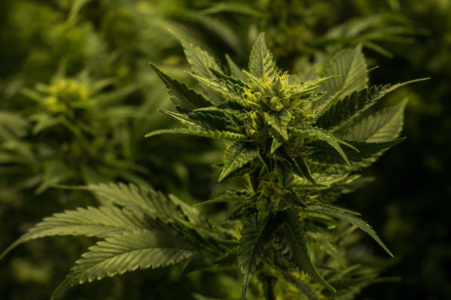 Cannabis Sativa алкалоиды