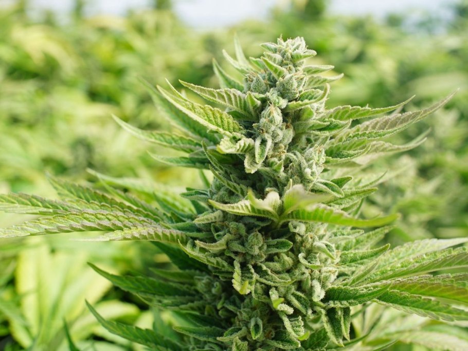 Марихуана сатива