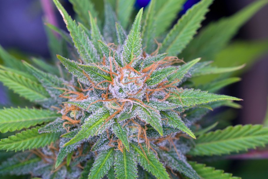 Каннабис сатива