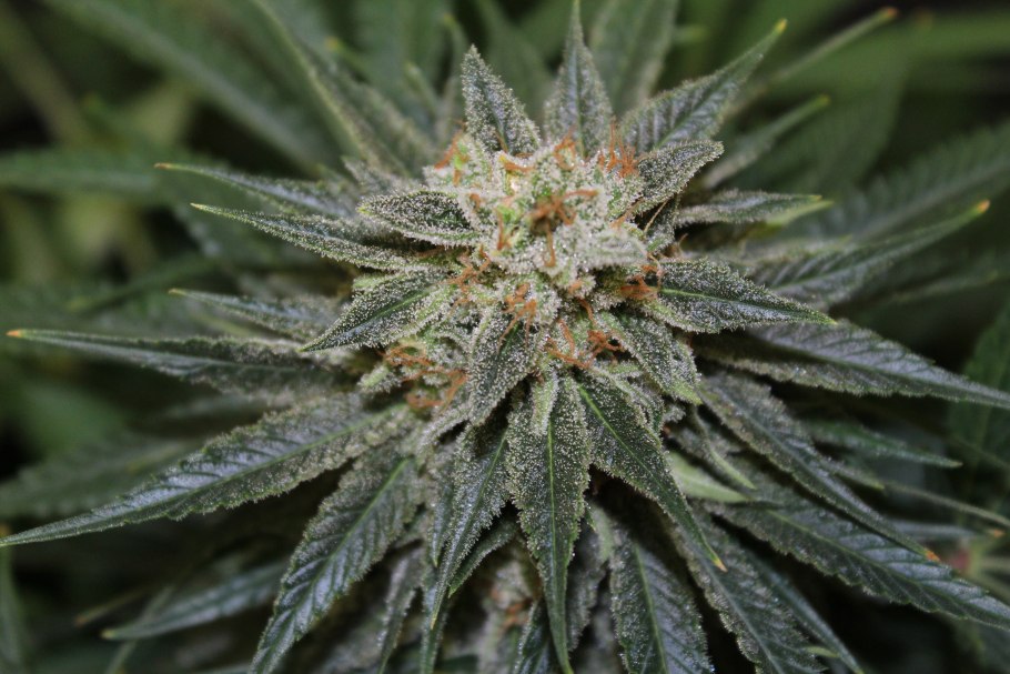 Сорт Блю Дрим канабис