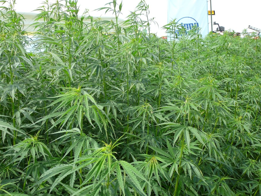 Конопля Индика