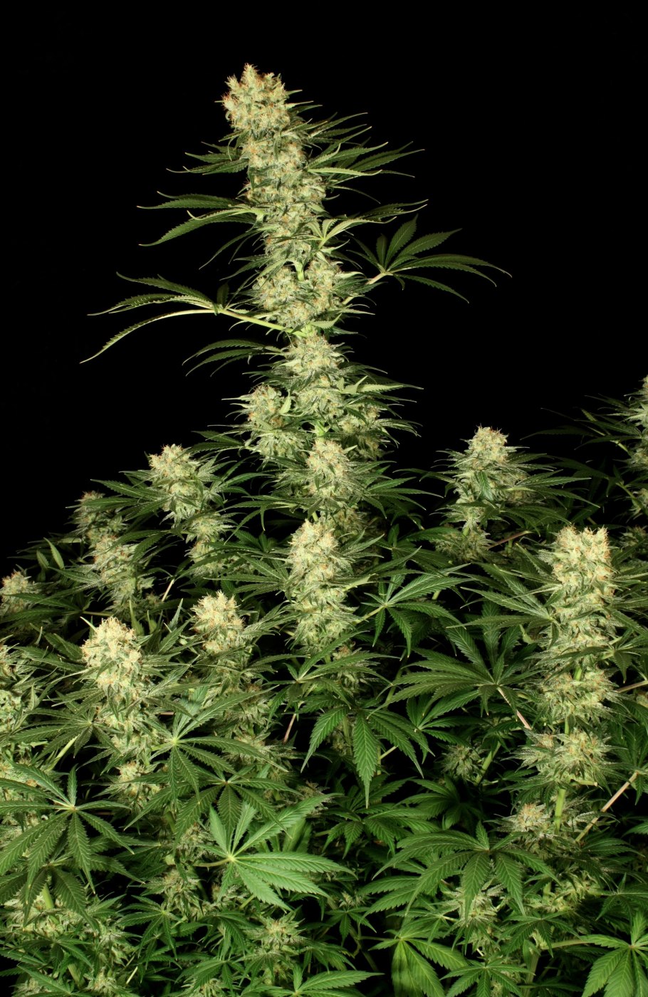Каннабис индика