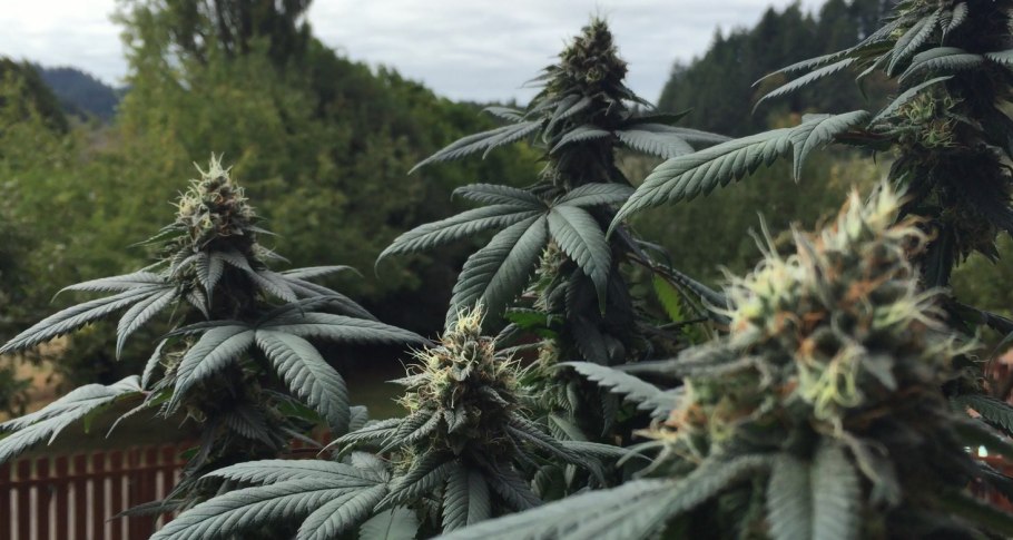 Конопля индийская (Cannabis Indica).