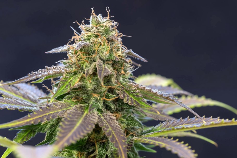 Каннабиса Индика сорта