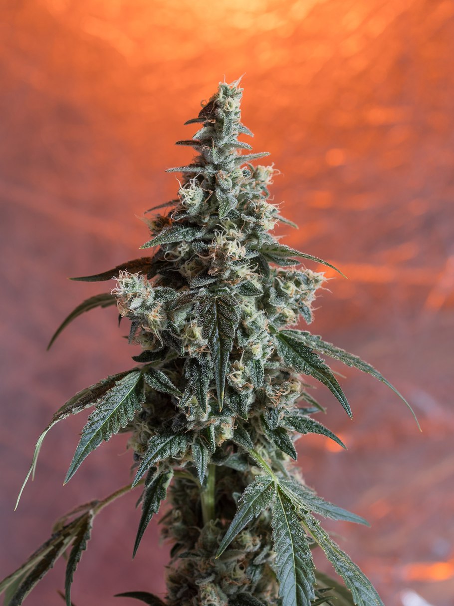 Индика канопля