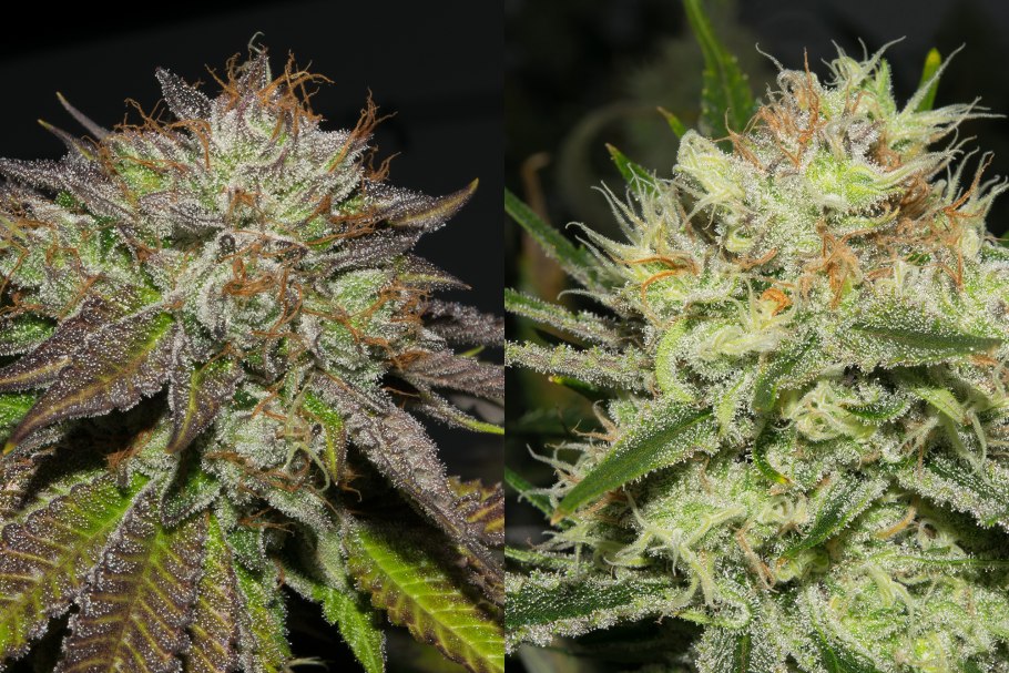 Cannabis Sativa (конопля посевная)