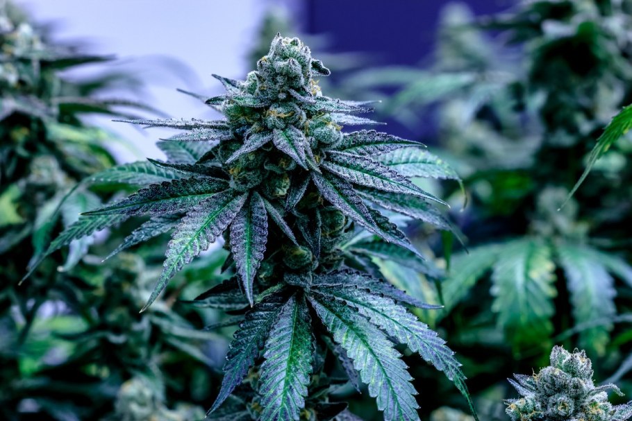 Марихуана Индика