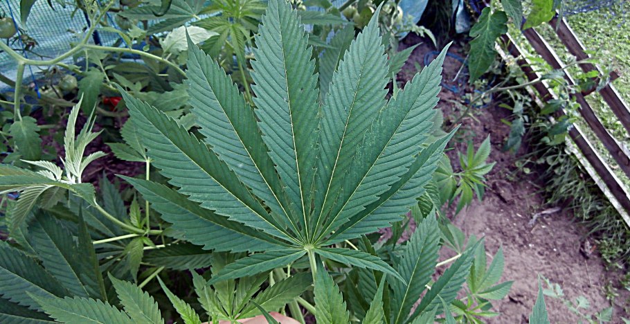 Конопля Индика