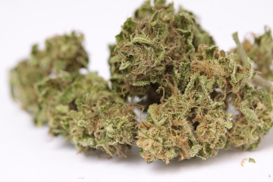 Канабис обыкновенный куст