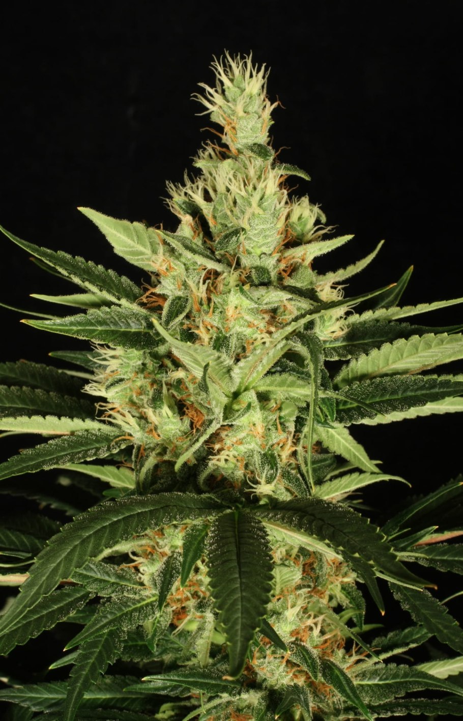 Конопля масличная