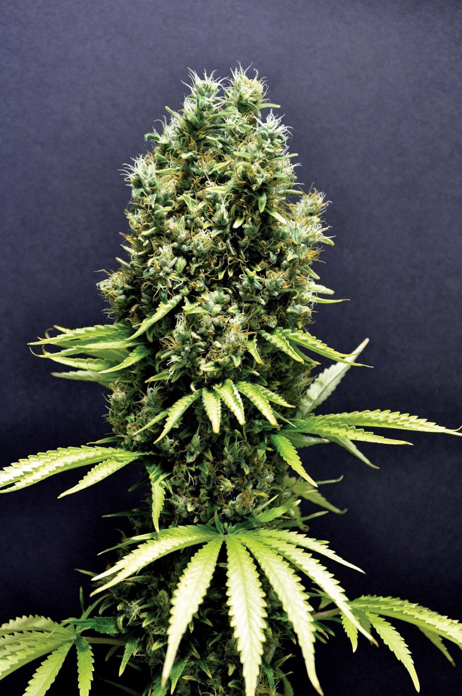 Конопля Индика